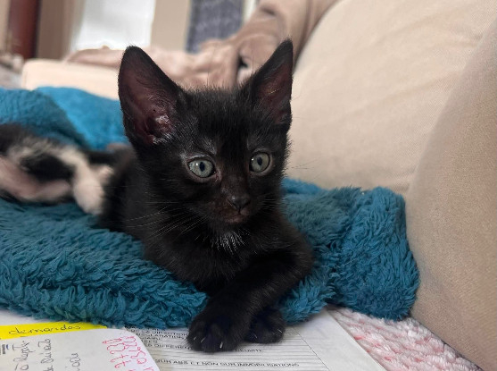 Adopter Saori adoptable avec son frère shiryu ou seule si vous avez déj