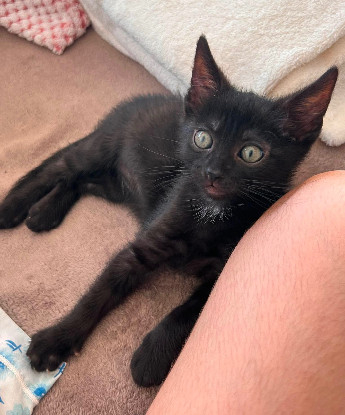 Adopter Saori adoptable avec son frère shiryu ou seule si vous avez déj