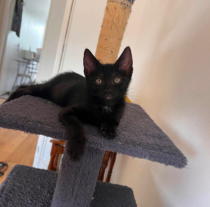 Adoption Saori adoptable avec son frère shiryu ou seule si vous avez déj