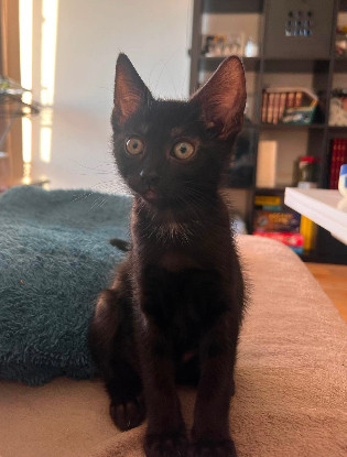Adoption Saori adoptable avec son frère shiryu ou seule si vous avez déj