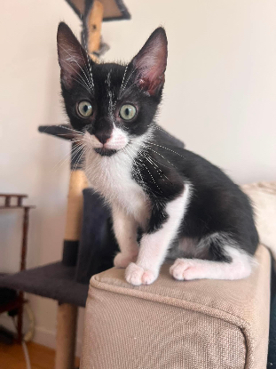 Adopter Shiryu adoptable avec sa soeur saori ou seul si vous avez déj