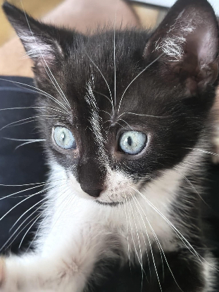 Adopter Shiryu adoptable avec sa soeur saori ou seul si vous avez déj