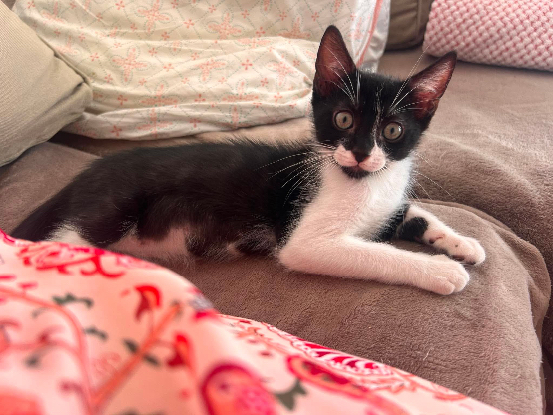 Adoption Shiryu adoptable avec sa soeur saori ou seul si vous avez déj