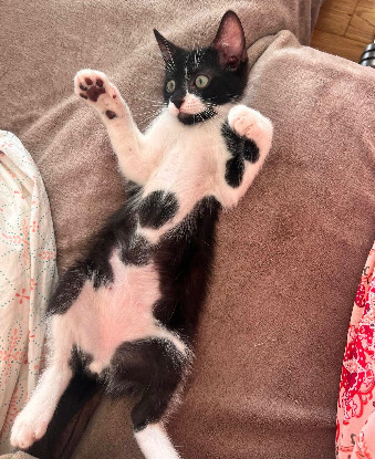 Adoption Shiryu adoptable avec sa soeur saori ou seul si vous avez déj