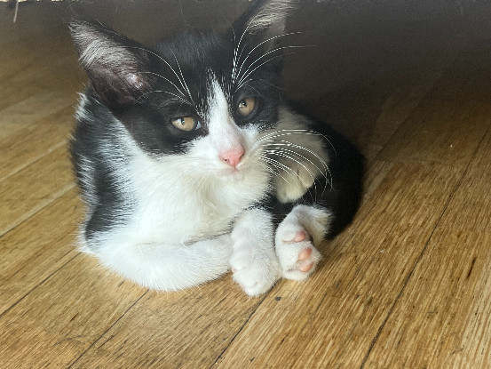 Adopter Breizh