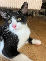 Adopter  chat : Bliss