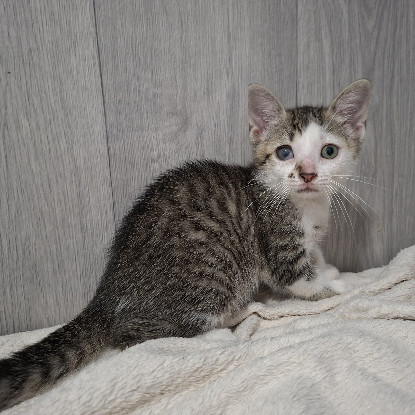 Adopter Berline