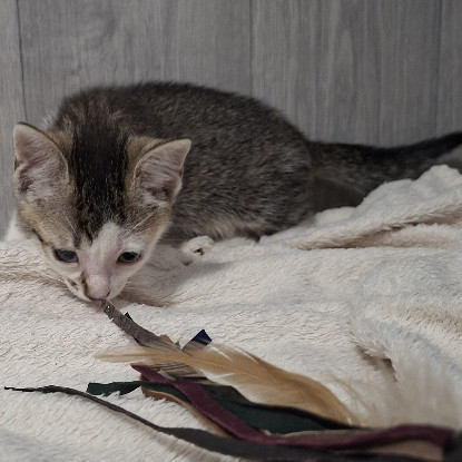 Adopter Berline
