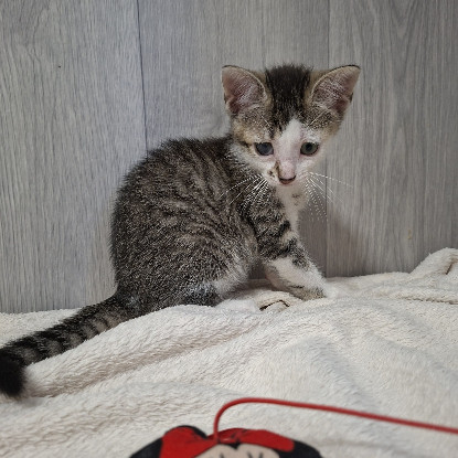 Adoption Berline