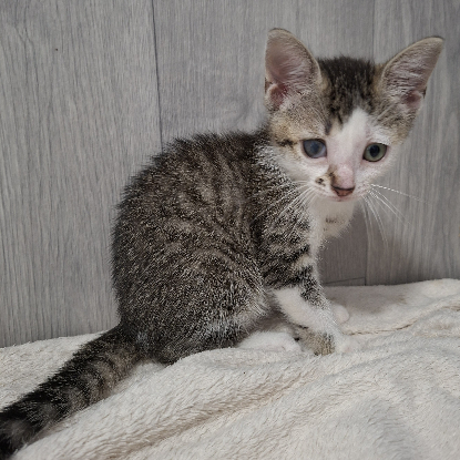 Adoption Berline