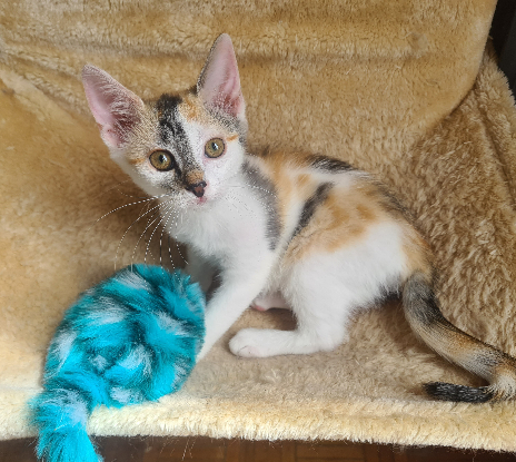 Adopter Duo calamity et cassidy