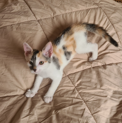 Adopter Duo calamity et cassidy