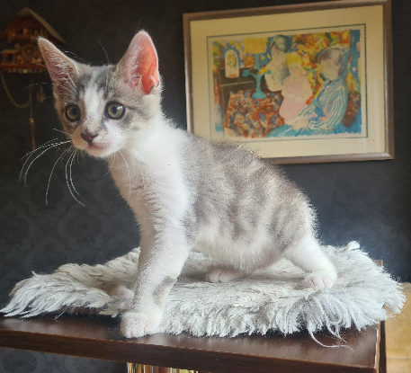 Adoption Duo calamity et cassidy