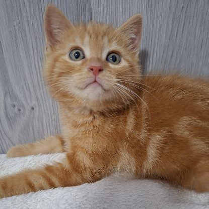 Adopter Bibichut