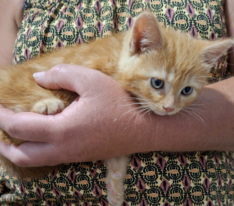 Adopter Bibichut