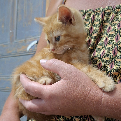 Adopter Bibichut