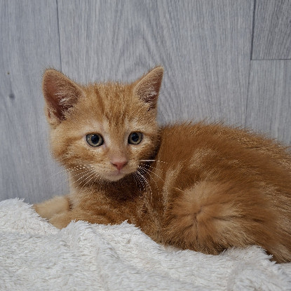 Adoption Bibichut