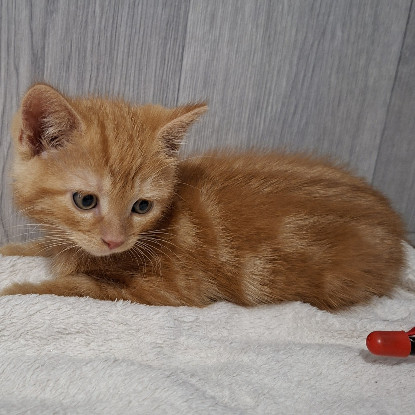 Adoption Bibichut