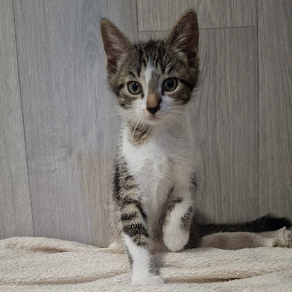Adopter Bisounours