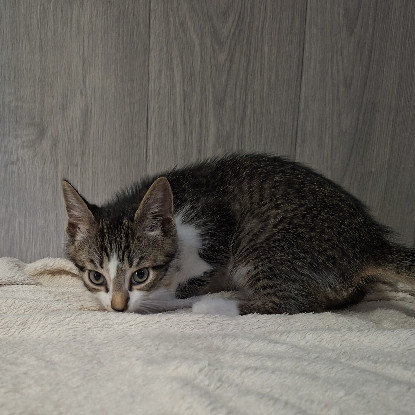 Adopter Bisounours