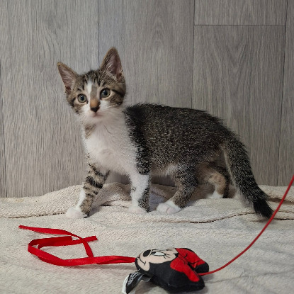 Adopter Bisounours