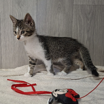 Adoption Bisounours