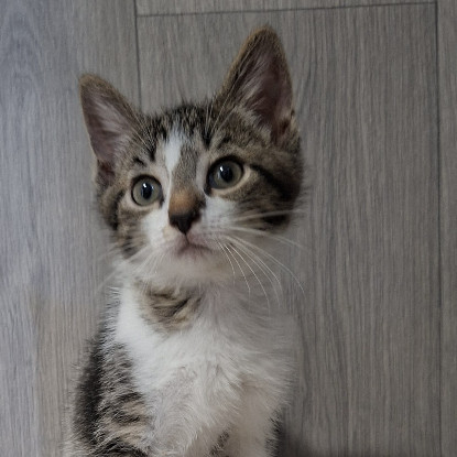 Adoption Bisounours