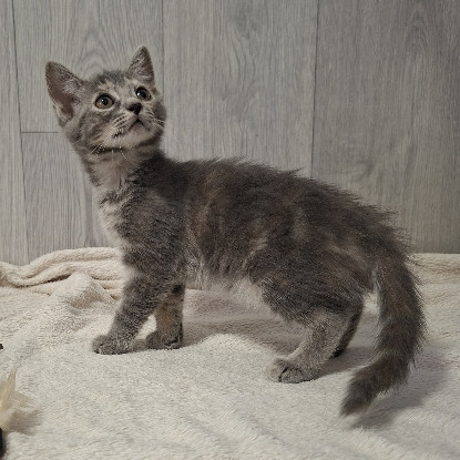 Adopter Bocquet