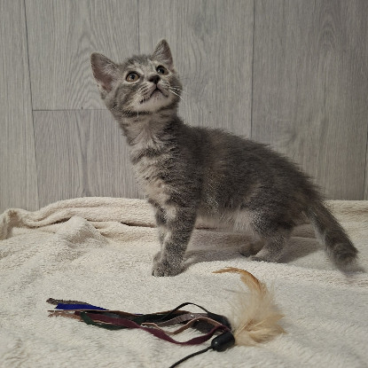 Adopter Bocquet