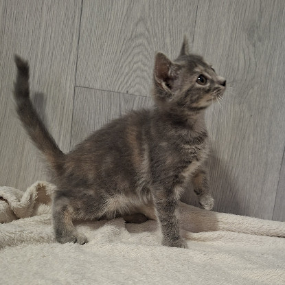 Adoption Bocquet