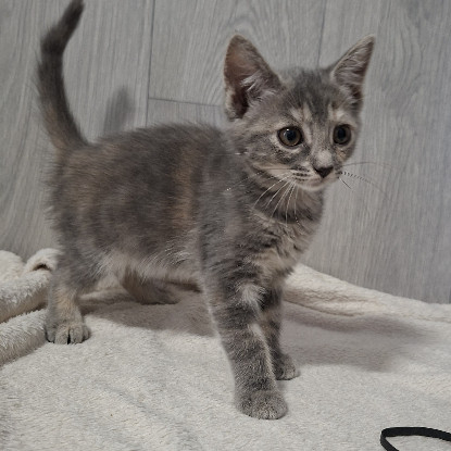 Adoption Bocquet
