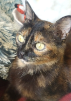 Adopter  chat : Rita