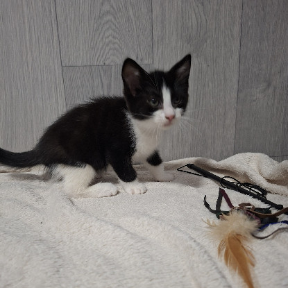 Adopter Bonnie