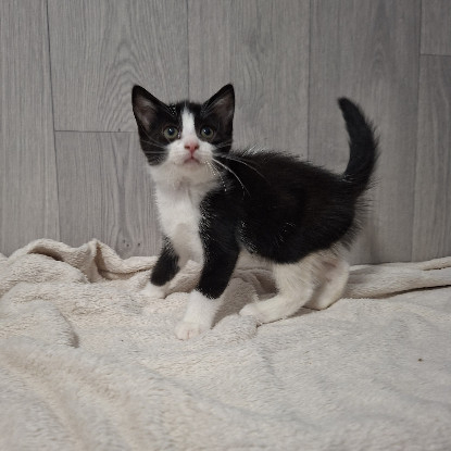 Adopter Bonnie