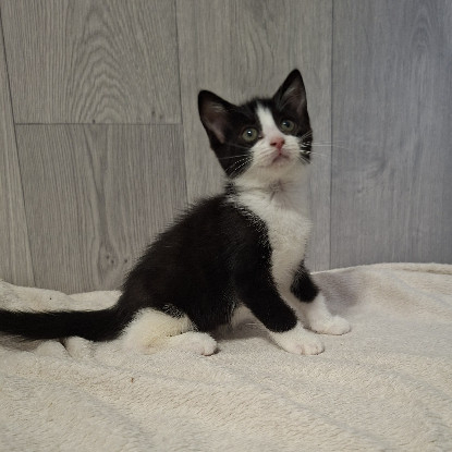 Adopter Bonnie