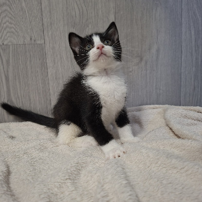 Adoption Bonnie