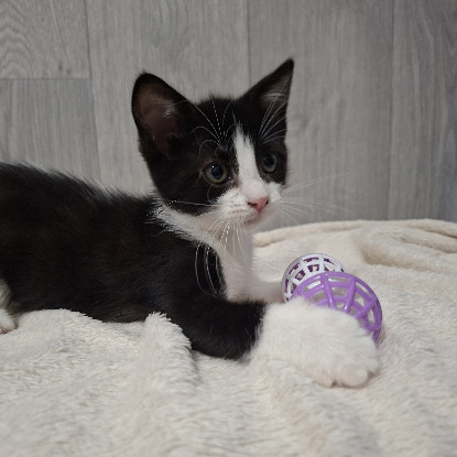 Adoption Bonnie