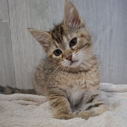 Adopter Brooklyn