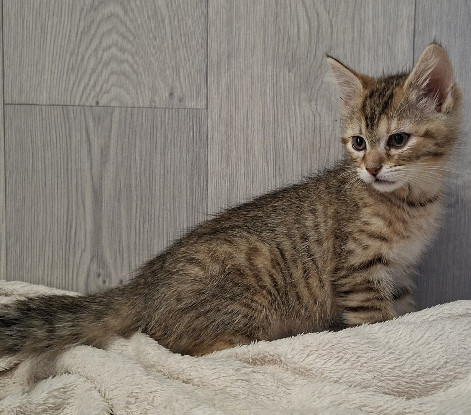 Adopter Brooklyn