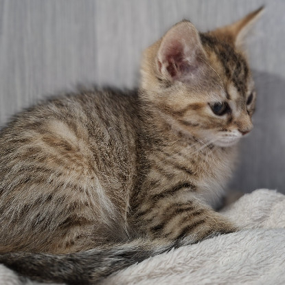 Adopter Brooklyn