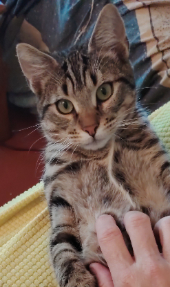 Adopter Marino