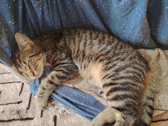 Adopter Marino