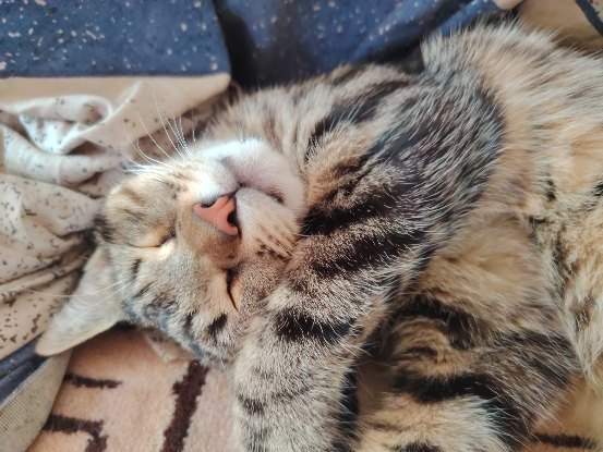 Adopter Marino