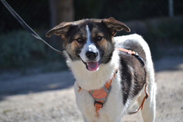 Adopter Isla