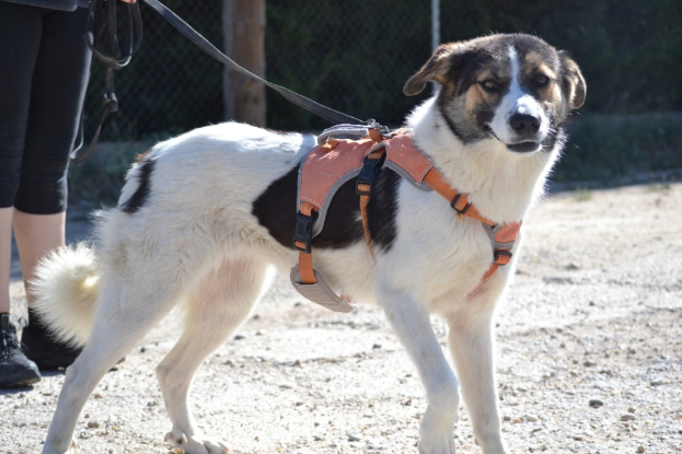 Adopter Isla