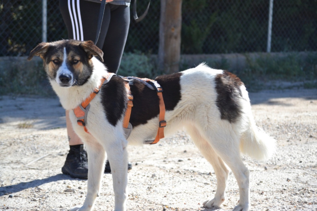 Adopter Isla