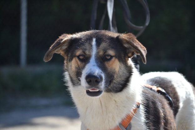 Adoption Isla