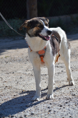 Adoption Isla