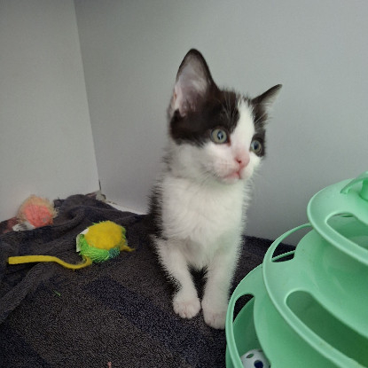 Adopter Brya