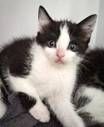 Adopter Brya